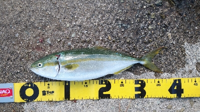 暑いけど粘れば何とか