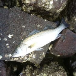 トップに反応がない日は、水面直下で勝負！！