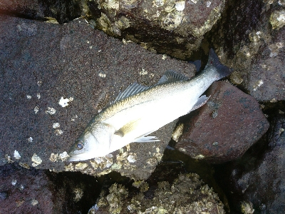 トップに反応がない日は、水面直下で勝負！！