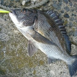 トップウォーターシーバス&チヌ