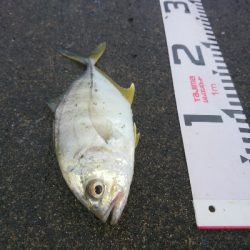 シーバスもメッキも飛び付いた!!真夏のトップウォーターゲーム!!