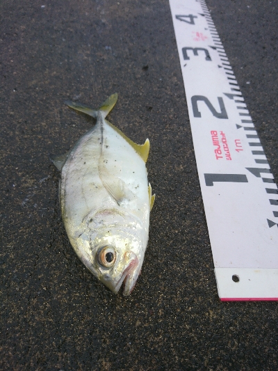 シーバスもメッキも飛び付いた！！真夏のトップウォーターゲーム！！