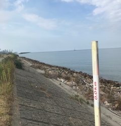 シーバス(チーバスのみ)ボイル！