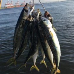 安定の朝イチ小鯖祭り。。