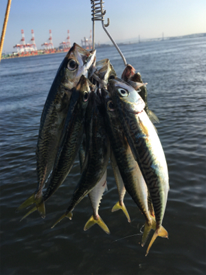 安定の朝イチ小鯖祭り。。