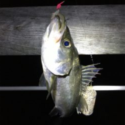 夜のベイト調査