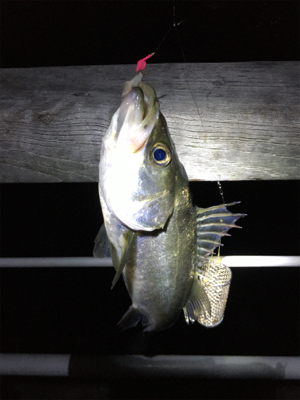 夜のベイト調査