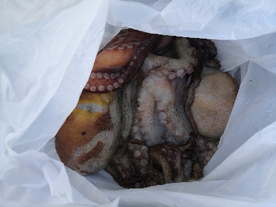 休日はタコより人が多い