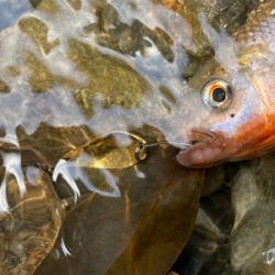 川魚をスプーンで釣る
