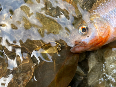 川魚をスプーンで釣る