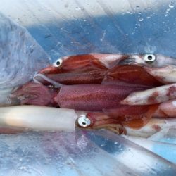 マイボートでデイイカメタルゲーム