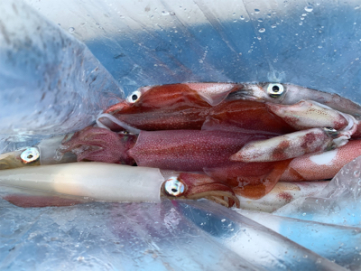 マイボートでデイイカメタルゲーム