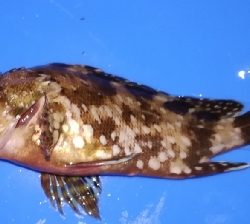 アジング不成立