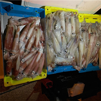 博多夜焚きイカメタル爆釣