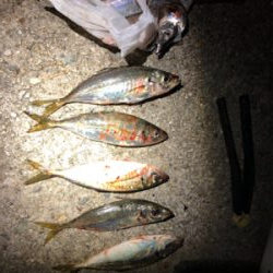 太刀魚とアジ