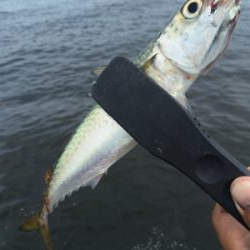 朝イチのタコ好調♪サバは遅めに回遊。。