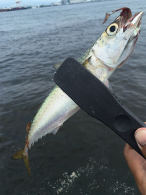 朝イチのタコ好調♪サバは遅めに回遊。。