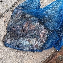 タコもまだもう少し