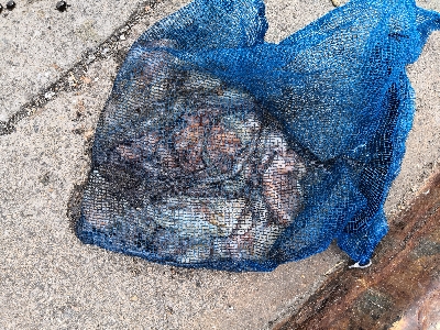 タコもまだもう少し