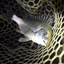 淀川ブリームゲーム