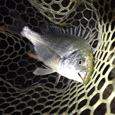 淀川ブリームゲーム