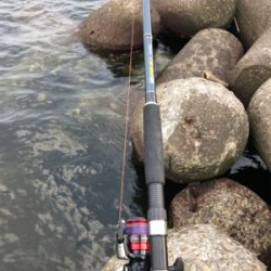 タコ調査12 終盤～