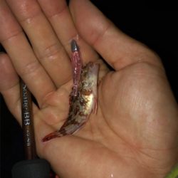 剣先イカ開幕!?大潮のナイトゲーム☆GUNNING-STYLE