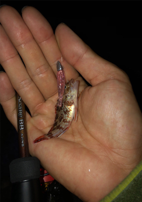 剣先イカ開幕!?大潮のナイトゲーム☆GUNNING-STYLE