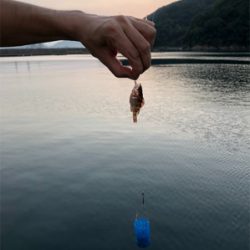 サビキの釣果
