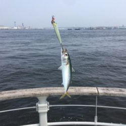 鯖、タコともに渋く。。。サビキ◎