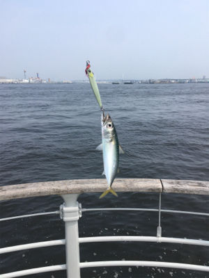 鯖、タコともに渋く。。。サビキ◎