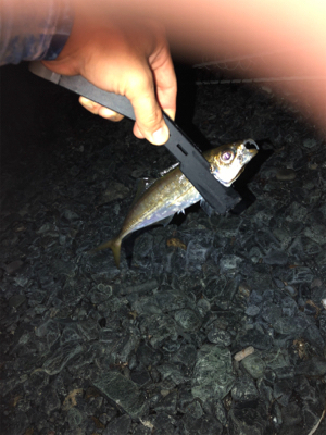 夜はアジング、朝はショアジギング