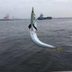 渋いながらも夏コスモ三目