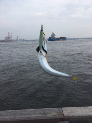 渋いながらも夏コスモ三目