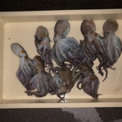 暑いけど釣れた!