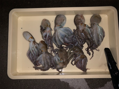 暑いけど釣れた!