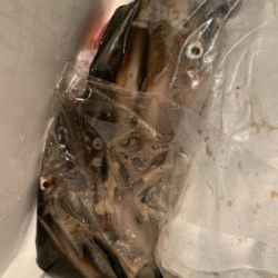 若狭湾イカメタル