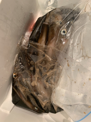 若狭湾イカメタル