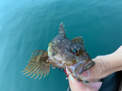 マイクロ岸ジギ