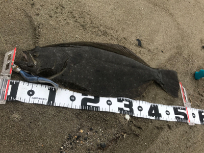 激渋サーフワームで攻略