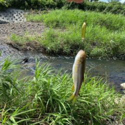 川でスプーンでカワムツ釣り