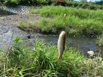 川でスプーンでカワムツ釣り