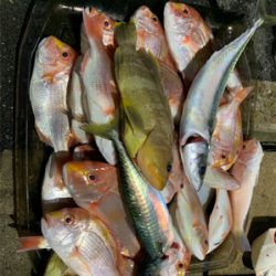 友人とマイボートでアマダイ狙いに!ESOの猛攻に合う!