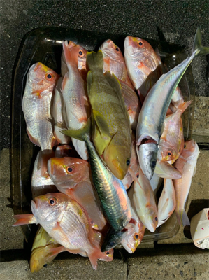 友人とマイボートでアマダイ狙いに!ESOの猛攻に合う!