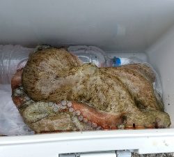 キス狙ってたらまさかのタコ タコの神様ありがとう