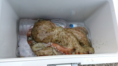 キス狙ってたらまさかのタコ タコの神様ありがとう