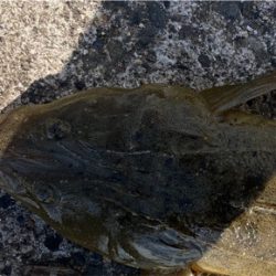 簡単な釣り方で釣れる　初心者のマゴチフィッシング