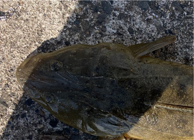 簡単な釣り方で釣れる　初心者のマゴチフィッシング