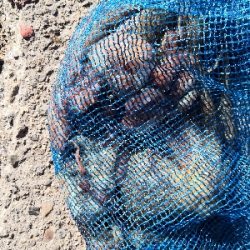 タコはシーズン終了か?