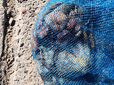 タコはシーズン終了か?